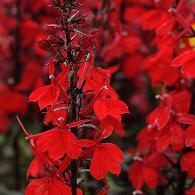  Lobelia Flower Plant Seeds, Easy to Grow, Perfect Pack of 20 Starship Scarlet