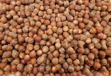 4.5 lbs White Oak Big Acorns! Fresh 2025 drop Squirrel Deer Feed Wildlife Crafts