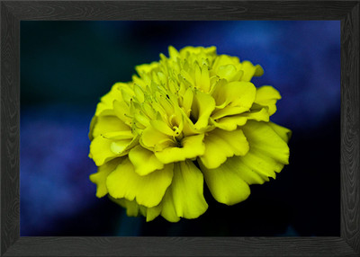 Gelbe Blüte gerahmtes Wandbild Poster Leinwanddruck Bild
