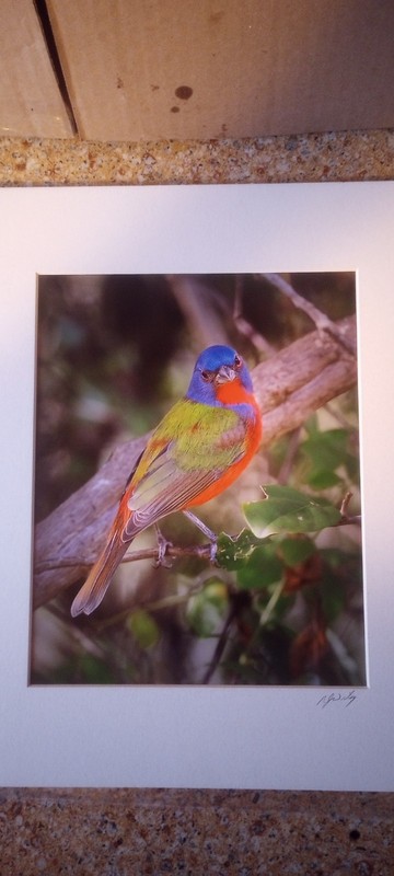 Painted Bunting Professional Photography  11X14  Signed   (476)