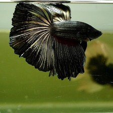Live Betta Fish Black Copper Butterfly Rose Tail HM Premium Grade Thailand