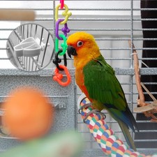 12 Pcs Parrot Fruit Skewer Parakeet Food Holder Bird Cage Supply
