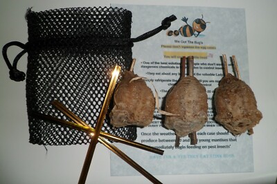 3 Ex Large Praying Mantis Egg Cases  + FREE HATCHING BAG 2026 Season