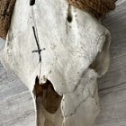 Authentic Real Cow Steer Skull Rustic Western Cowboy Decor Ranch Bull Large  — photo 9