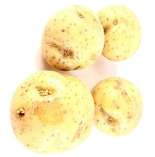Yukon Gold Potatoes Seed Potato Seeds Organic Non GMO New Crop 2024