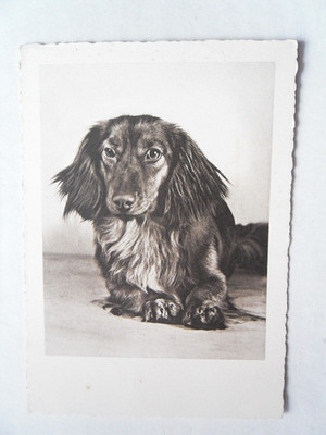 Postcard long hair Dachshund Teckel 1965 West Germany publisher breed dog animal postcard hunting hunter