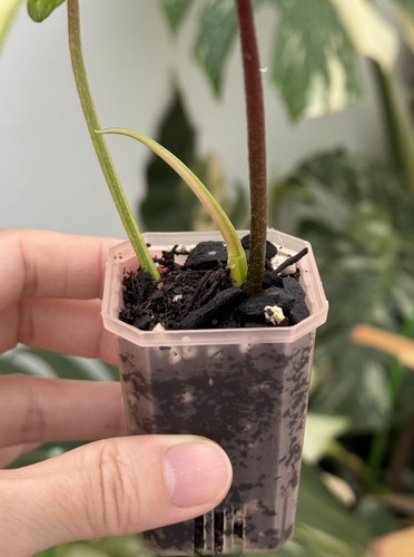 ✨Highly Variegated Philodendron Florida Beauty✨~Established Indoor/Outdoor Plant - Picture 6 of 9
