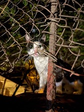 Cat Digital Image Picture Photo Wallpaper Background Desktop Art 3