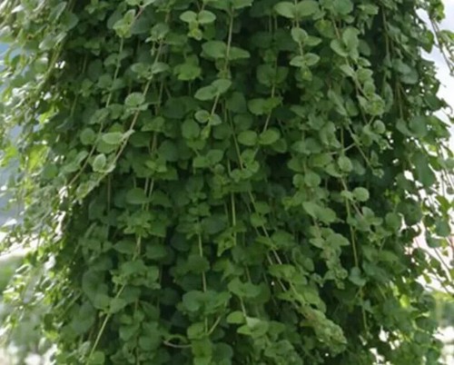 Herb plants, garden ready, 9cm pots lots of choice - Picture 238 of 298