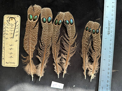 Peacock Pheasant tail feathers