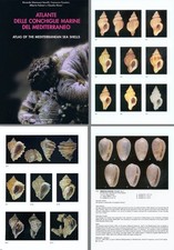 Atlante delle conchiglie marine del mediterraneo Vol. 4 (Neogastropoda parte 1)