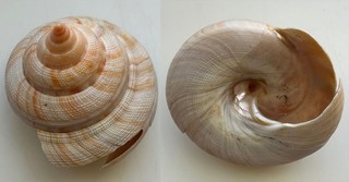 Conchiglia Shell : pleurotomaria hirasei