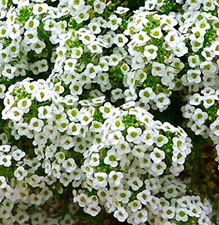 Sweet Alyssum Seeds 800 SEEDS --BUY 4 ITEMS FREE SHIPPING