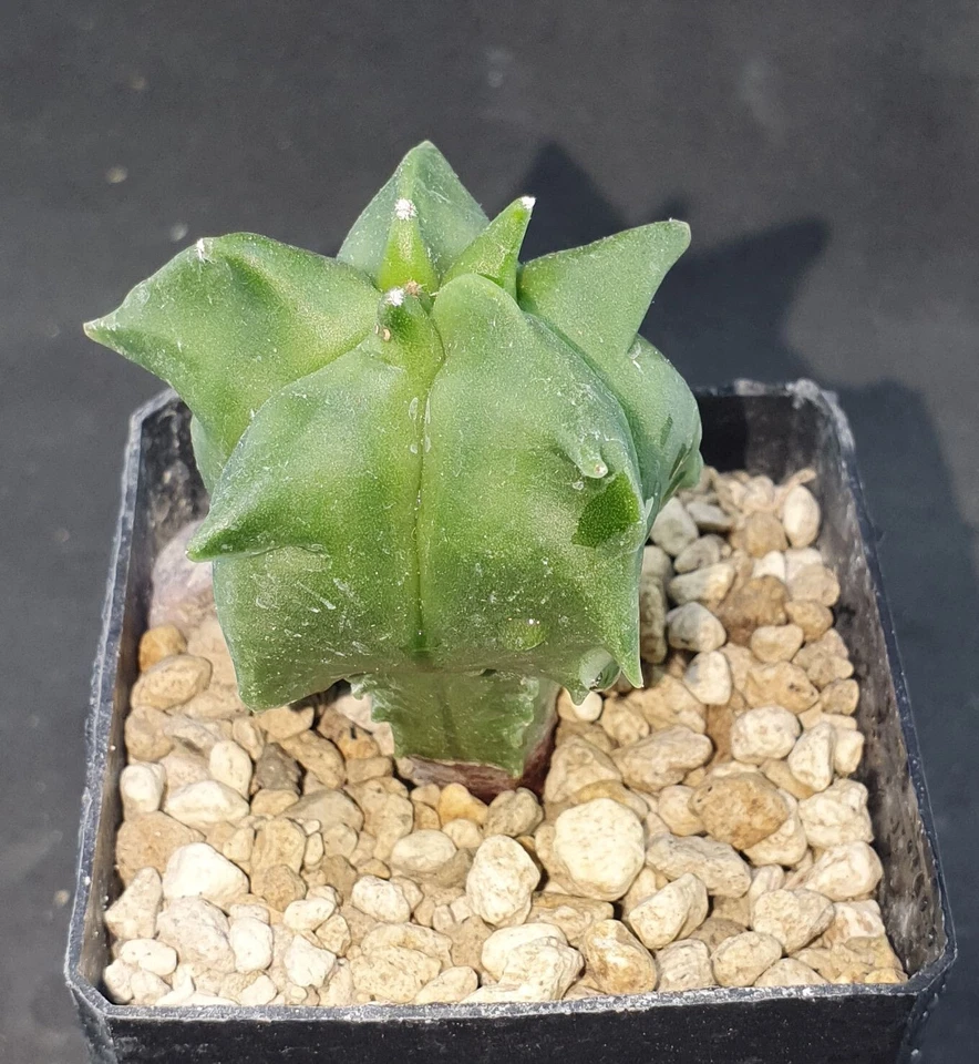 Astrophytum coahuilense KIKKO nudum own root! , read description! - image 2 of 3
