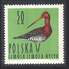 Poland Black-tailed Godwit Bird 50 gr 1964 MNH SG#1486 Sc#1233