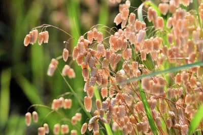 SEEDVILLE USA 100 QUAKING GRASS (Rattlesnake Grass) Briza Maxima Seeds