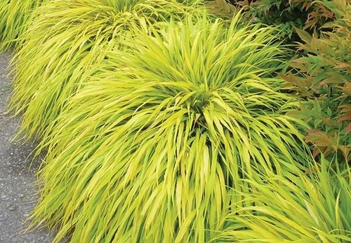 ( 1 ) - All Gold Japanese Forest Grass - Starter Plant ( 5L ) ( 1 live plant )