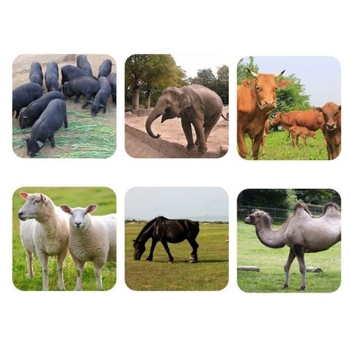 Controlador de cerca eléctrico con pantalla LCD energizador de cerca adecuado para cercas de aves de corral - Imagen 16 de 18