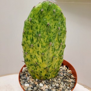 罕见团扇monacantha Sunburst 杂色仙人掌多肉植物活体植物 21x Ebay