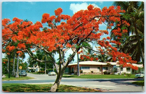 Postkarte - Floridas Royal Poinciana