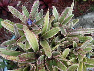 Neoregelia GIZMO Bromeliad one tropical plant *SUPER MINI* | eBay