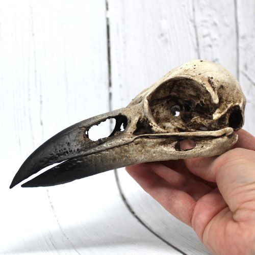 From Scan of TOWER OF LONDON Raven Skull Hand Painted Macabre Model Xmas Gift - Picture 1 of 33