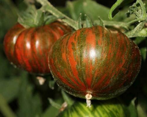 Chocolate Striped Beefsteak Tomato - 5+ seeds - Semillas - Graines - Samen P 046 - Afbeelding 1 van 1