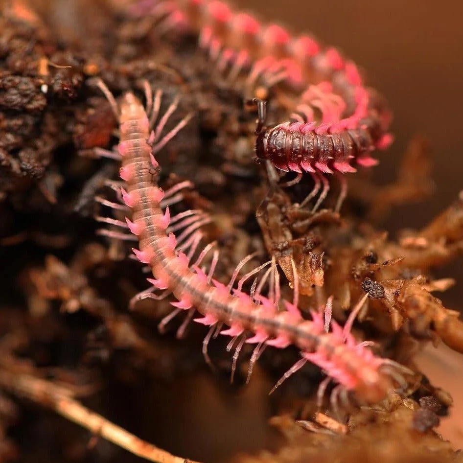 5ct+ LIVE 🩷Pink Dragon Millipedes🩷insects, isopods, SALE (retail $45 ea)