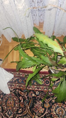 XL Specimen Epiphyllum Deutsche Kaiserin Blattkaktus + 1x root hormone 57g