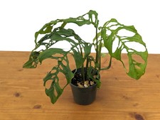 Stunning Monstera Obliqua Peru in 4 inch pot - Live
