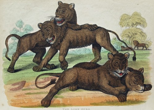 Löwenjungendruck: handfarbige antike Gravur viktorianisch um 1856