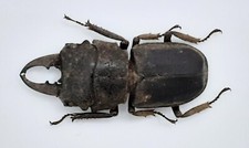 Lucanidae, Gnaphaloryx opacus, Bali, A1, 31 mm, #LM162