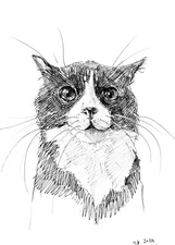 Ink Drawing Art Print of Original Black White Cat Pet Animal Sketch Signed