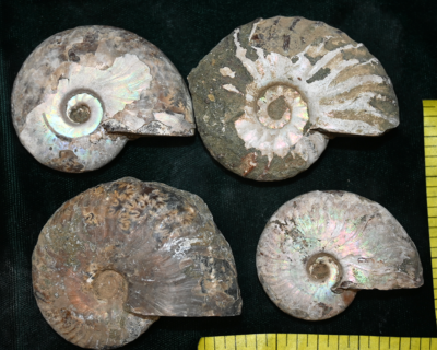 AMMONITE FOSSIL, (2-1/2 to 3