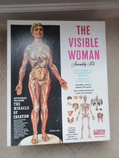Visible Woman Indiana OTHER Models & Kits for sale | eBay