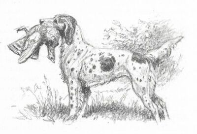 English Setter - CUSTOM MATTED - 1953 Vintage Dog Art Print - Megargee 0507