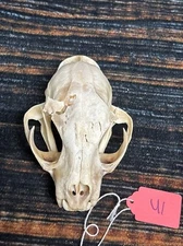 Real Odd XL American Bobcat Skull Animal Mounts Christmas Gifts Man Cave Decor