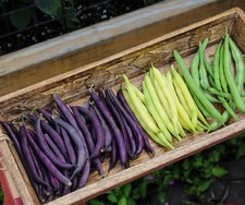 TRI-COLOR BUSH BEAN Seed Mix, Heirloom Seeds - Bright Color Mix for Easy Picking