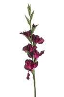artplants KüNstliche Blume Gladiole Kivana, Dunkelviolett, 90Cm