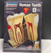 Lindberg Science Kit Human Tooth Model Dentist Ortho Study School Project New