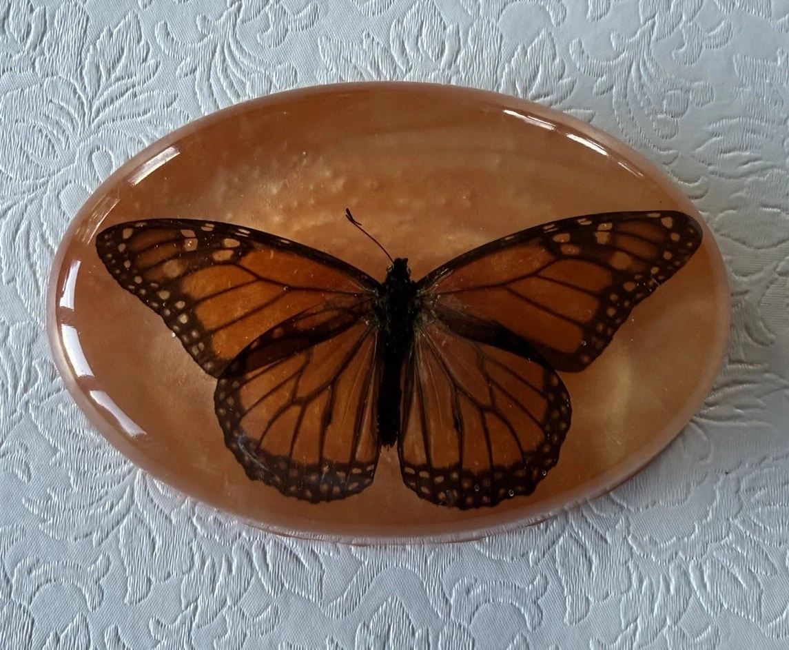 复古蝴蝶标本剥制术| eBay