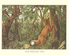 1952 Currier & Ives Lithograph The Puzzled Fox