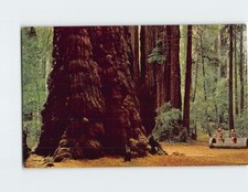 Postcard General Sherman Tree Henry Cowell Redwoods State Park California USA