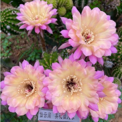 5-6cm Cactus Succulent Plant Nordlicht 1 Home Garden Decoration Plants