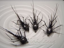 Irideus Black Reel Deal Leggy Stonefly Nymph Steelhead Trout Nymphing Pattern 