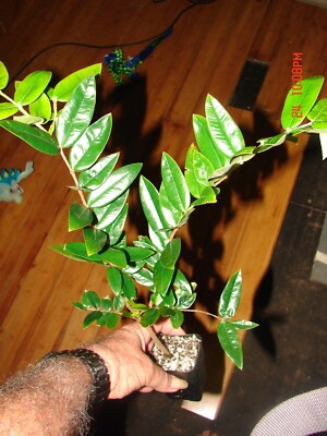 CABELLUDA~ Myrciaria Glazioviana ~Yellow Jaboticaba~ Plinia BIG