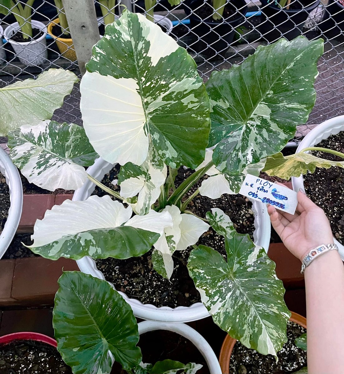 yucatan princess variegata Alocasia Yucatan Princess XL by Plant Circle