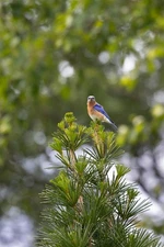 Digital Picture Image Photo Pic PNG JPEG Mobile Wallpaper Background 3D Abstract