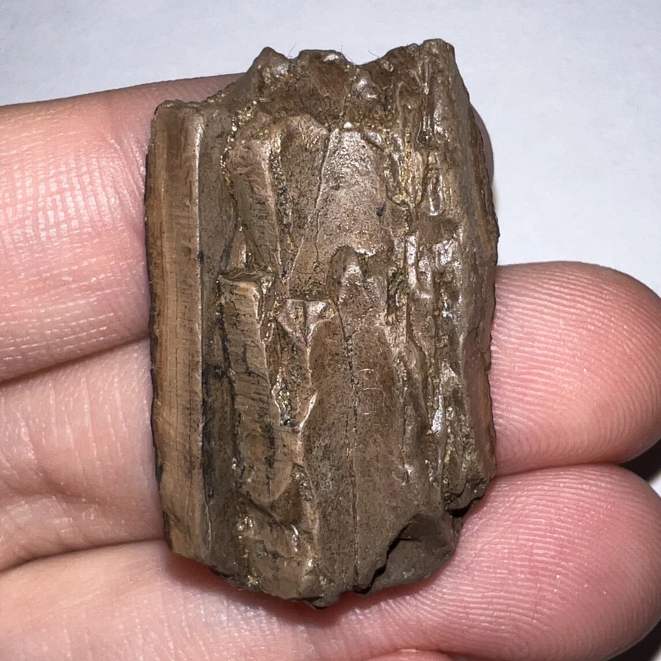 Framed TYRANNOSAURUS REX TREX Dinosaur Fossil Tooth Fragment 1.34 INCHES! - Image 2 of 4