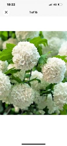 Viburnum opulus Roseum - Gelder Rose - Plant in 2 L Pot - Picture 6 of 10